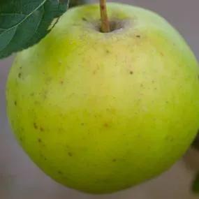 Greensleeves Apple (Malus domestica Greensleeves) Img 2